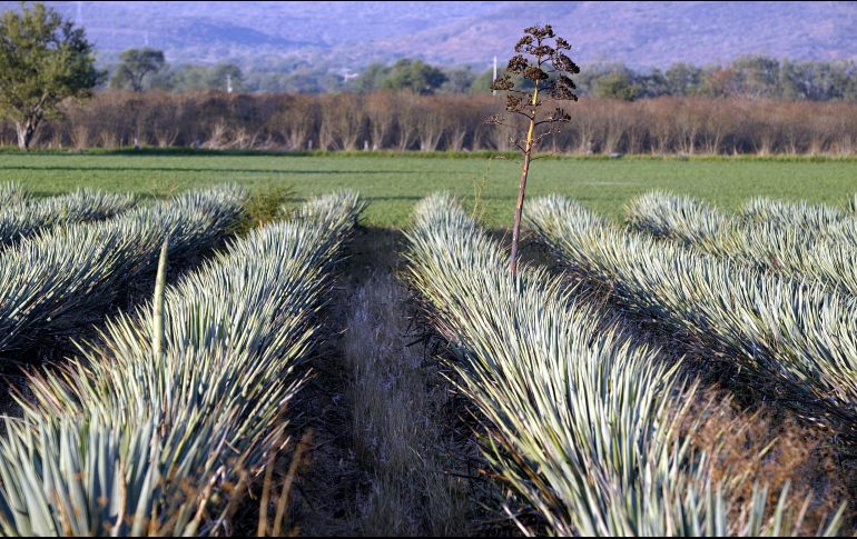 Financiera Nacional de Desarrollo, el Fideicomiso de Riesgo Compartido, el Fondo de Capitalización e Inversión del Sector Rural y Agroasemex. EL INFORMADOR/Archivo