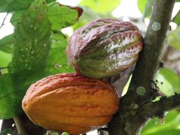 Busca llegar a un millón de hectáreas y lograr la autosuficiencia alimentaria; apoyarán a productores del campo con la siembra de caoba, cedro, cacao, café, canela, hule, guanábana, pimienta, milpa y frutales. EFE / ARCHIVO
