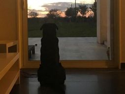 Romina, la hermana del futbolista, compartió en su cuenta de Facebook una fotografía de la perra. FACEBOOK