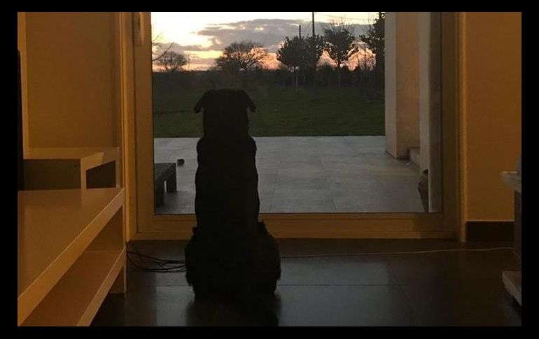 Romina, la hermana del futbolista, compartió en su cuenta de Facebook una fotografía de la perra. FACEBOOK