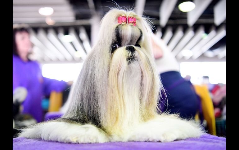 Una shih tzu.