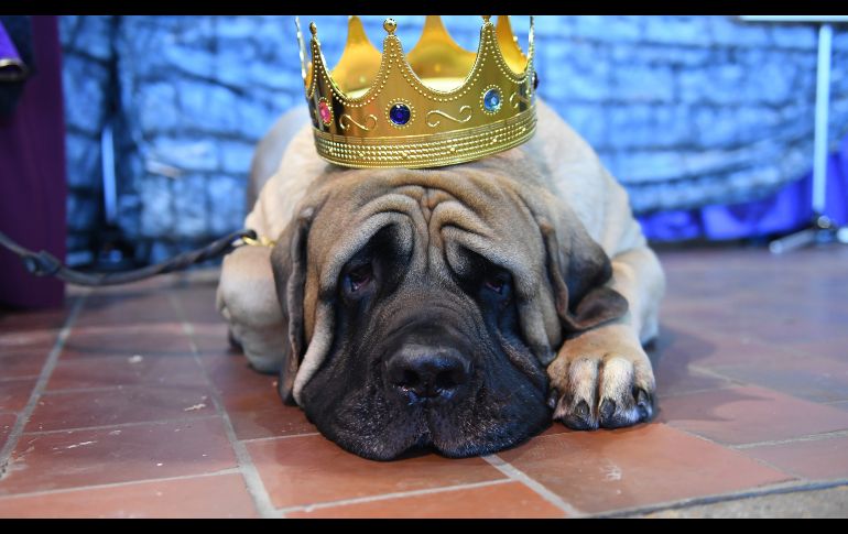 Un mastín inglés. AFP/T. A. Clary