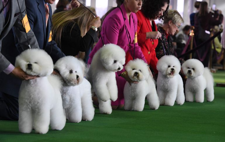 Ejemplares de raza bichón frisé se ven en el ring para ser evaluados en el marco dela 143 edición del concurso del Club Westminster Kennel.