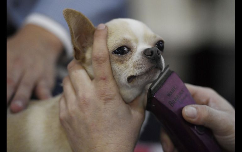 Un chihuahua de nombre 