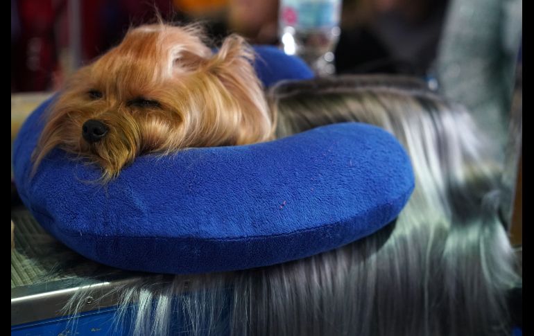 Un yorkshire terrier toma un descanso.  AFP/T. A. Clary