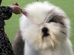 Los perros también desfilan en Nueva York