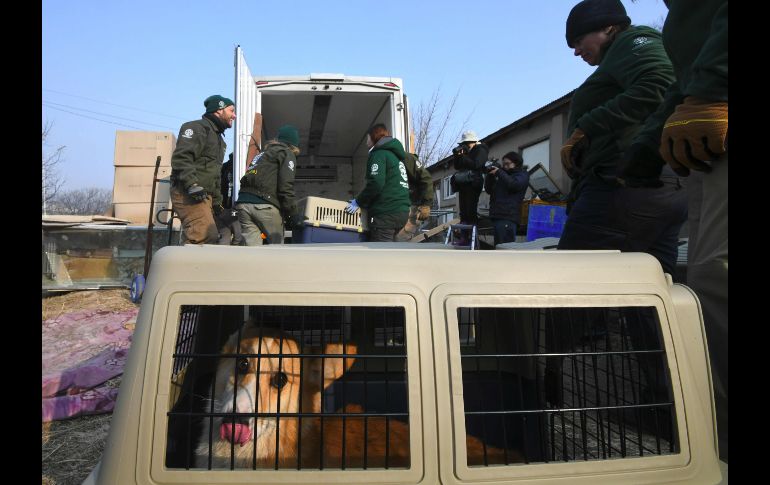La organización sin fines de lucro interviene para salvar a los animales y apoyar a los criadores a cambiar de negocio.