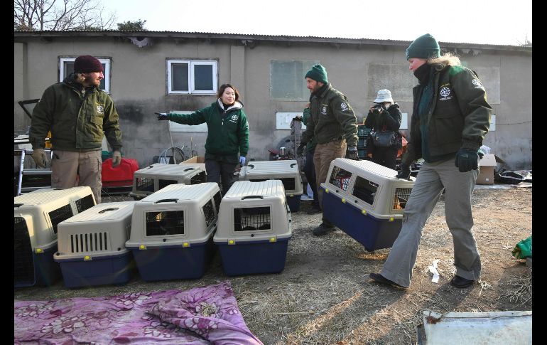 Los canes serán enviados a Estados Unidos y Canadá para su adopción.