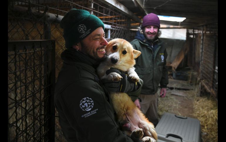 Integrantes de Humane Society International en la operación de rescate.