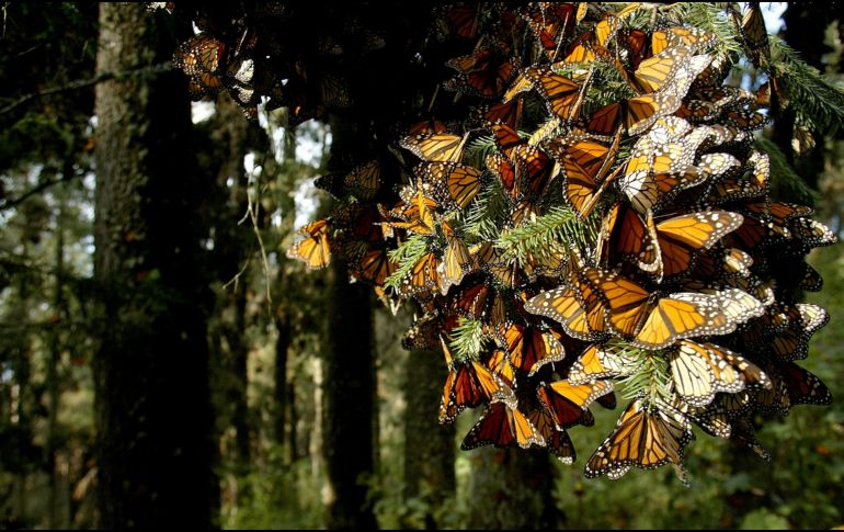 Leñadores locales reportaban haber visto a algunas mariposas volando en la zona y equipos de exploradores se internaron en el bosque para buscarlas. EL INFORMADOR / ARCHIVO