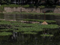 La página de Internet constará además de cursos en línea para los municipios. EL INFORMADOR/ ARCHIVO