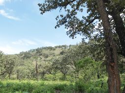 Actualmente para el bosque La Primavera se destinaron 12 brigadas regionales de combatientes. EL INFORMADOR / ARCHIVO