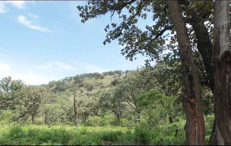 Actualmente para el bosque La Primavera se destinaron 12 brigadas regionales de combatientes. EL INFORMADOR / ARCHIVO