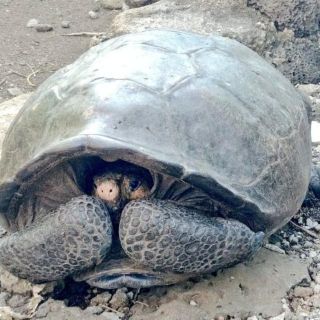 Hallan tortuga gigante considerada desaparecida hace un siglo