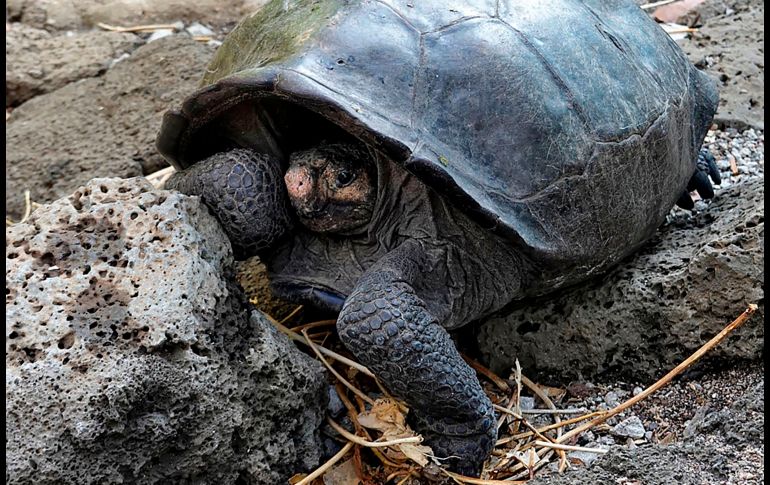 El ejemplar Chelonoidis phantasticus se ve en el Parque Nacional Galápagos, en la isla Santa Cruz. AFP/R. Buendía