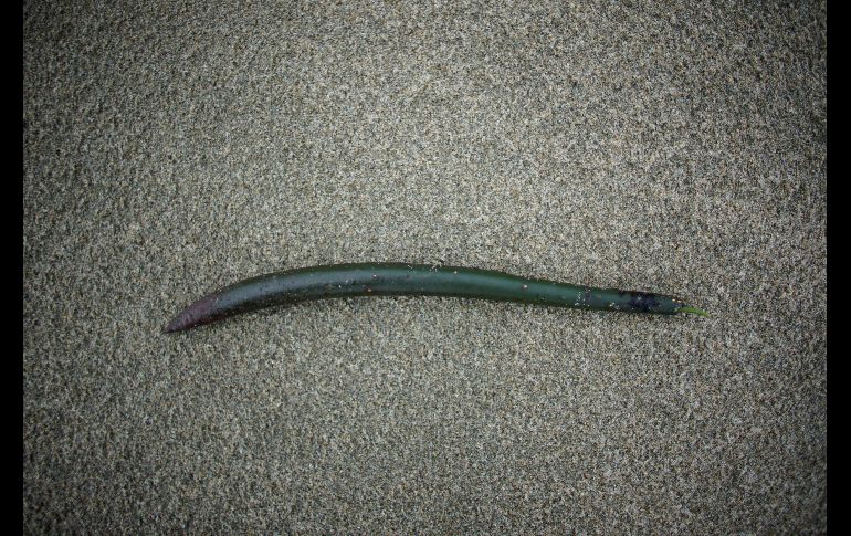 Una semilla se ve junto a un canal en la población de Chiltepec. REUTERS/A. Meneghini