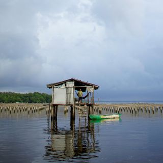 Boas y gatos salvajes complican la refinería de AMLO
