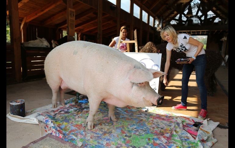 La cerdita jugaba con pinceles que tenía Lafson, por lo que ella comenzó a entrenarla para que tomara los pinceles y trazara en lienzos. REUTERS/S. Hisham