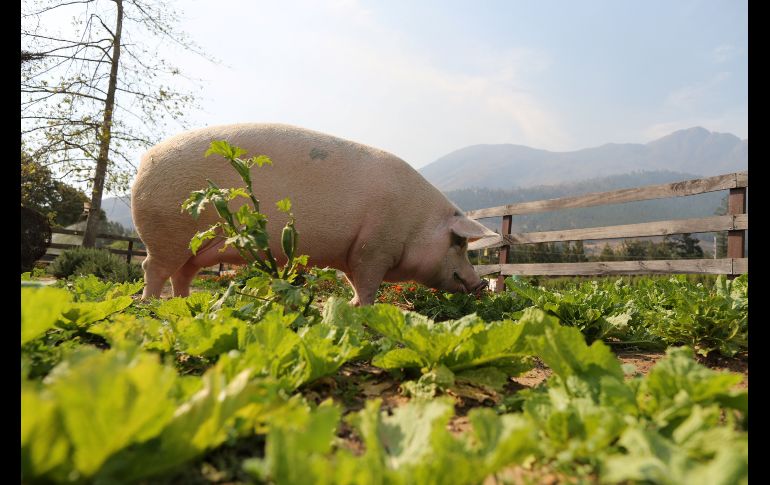 En un jardín orgánico de la granja. Las pinturas de 