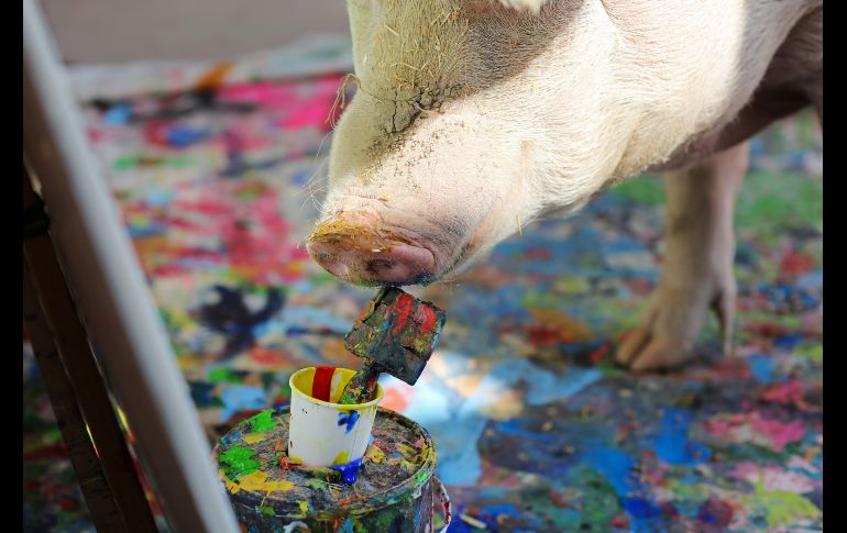 Lafson la nombró en honor del pintor español Pablo Picasso. En la cuenta de Instagram@pigcassohoghero, su dueña comparte sus actividades y obras. REUTERS/S. Hisham