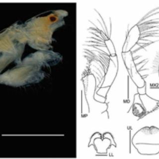 Especialistas descubren una nueva especie de crustáceo en Yucatán