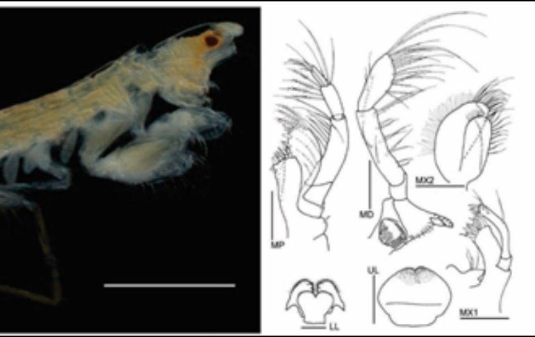 Falta más exploración de biodiversidad en Yucatán, explican Paz y Pech. ESPECIAL