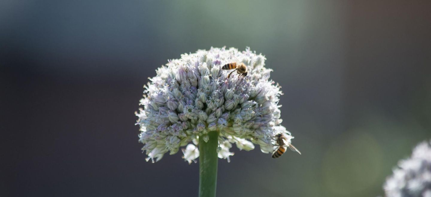 La polinización de varios insectos es esencial para los cultivos. EL INFORMADOR / ARCHIVO