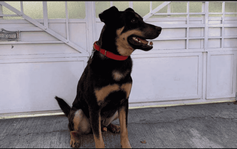 El perro causó sensación tras el estreno de la cinta. ESPECIAL