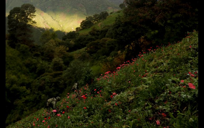 Soldados participan en la destrucción de plantíos ilegales en Pueblo Viejo, Guerrero. REUTERS / C. Jasso