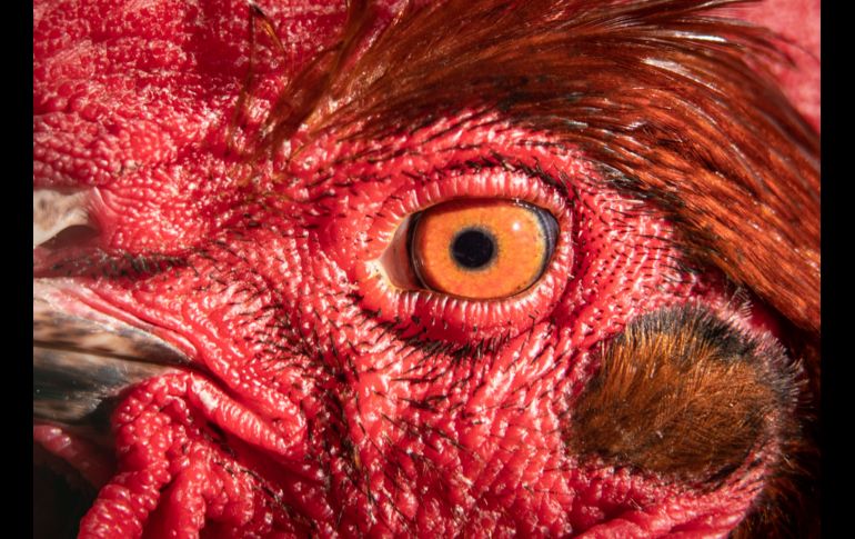 El ojo de un gallo captado en Fráncfort, Alemania. AFP/DPA/F. Rumpenhorst