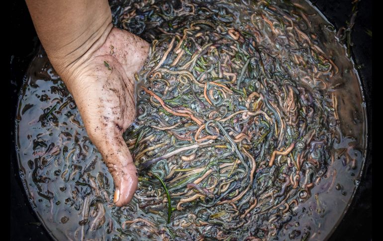 Una mujer del grupo étnico Sasak sostiene gusanos en el marco del festival 