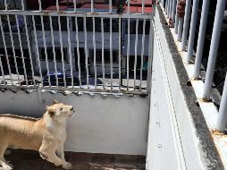 Los felinos se encontraban en un domicilio particular en Iztacalco. SUN/A. Martínez