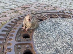 La rata quedó atorada el domingo en la población de Bensheim. REUTERS/Berufstierrettung Rhein Neckar