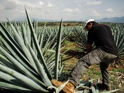 Además de Tequila y Jalisco, la zona protegida por la Denominación de Origen mexicana comprende otros 180 municipios situados también en los estados de Nayarit, Guanajuato, Tamaulipas y Michoacán. EL INFORMADOR/ ARCHIVO