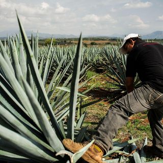 La Unión Europea protege el tequila de México