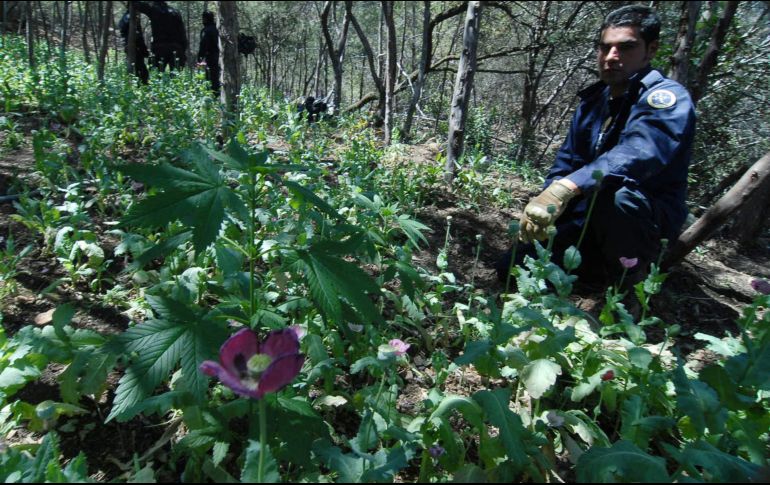 La siembra es más abundante en Sinaloa, Guerrero, Chihuahua y Durango, sólo en Guerrero 100 mil campesinos viven en la ilegalidad con ese cultivo, por lo que es necesario generar alternativas que beneficien a esas familias. EL INFORMADOR / ARCHIVO