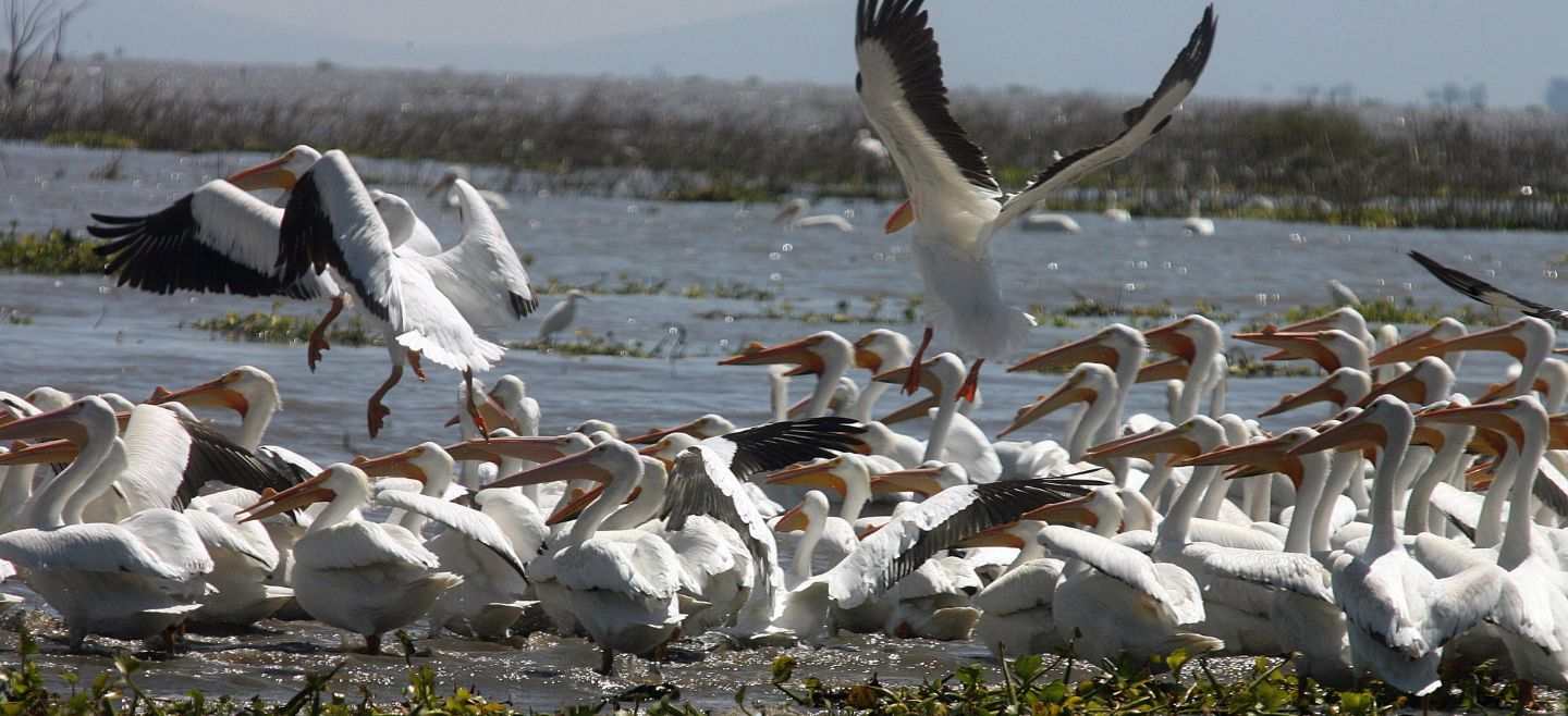 EL INFORMADOR / ARCHIVO