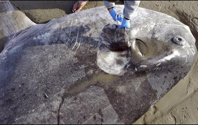 Los peces luna tienen un aspecto inusual, planos y medio ovalados con aletas que parecen alas. ESPECIAL