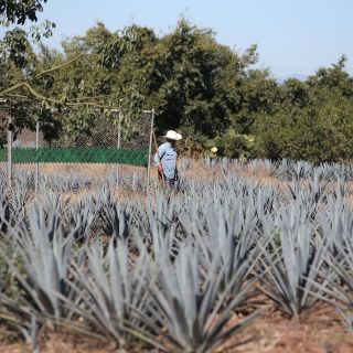 Anuncia Alfaro 474 MDP para el Paisaje Agavero