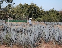 El gobernador señaló que se trata de un proyecto multidisciplinario que incluye turismo, economía, cultura y ecología. EL INFORMADOR / ARCHIVO