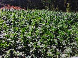 La JIFE ha señalado que la tendencia mundial a legalizar la cannabis no considera los riesgos de la medida. ARCHIVO / NOTIMEX