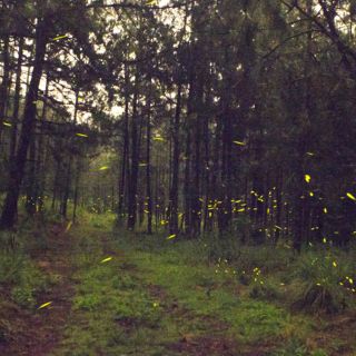 Se invita a festejar el cumpleaños del Bosque La Primavera