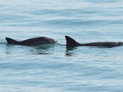 Proteger a las especies es trabajo de todos, cada persona puede poner su grano de arena dejando de consumir, por ejemplo, peces de los que se alimenta la vaquita. EL INFORMADOR / ARCHIVO