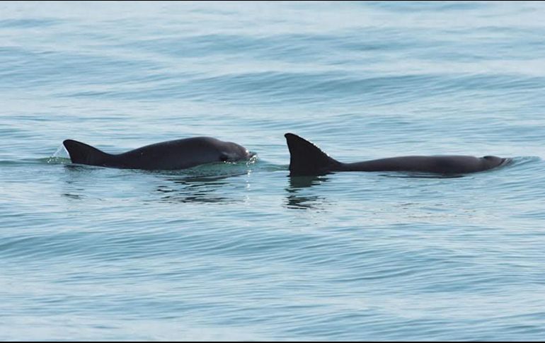 Proteger a las especies es trabajo de todos, cada persona puede poner su grano de arena dejando de consumir, por ejemplo, peces de los que se alimenta la vaquita. EL INFORMADOR / ARCHIVO