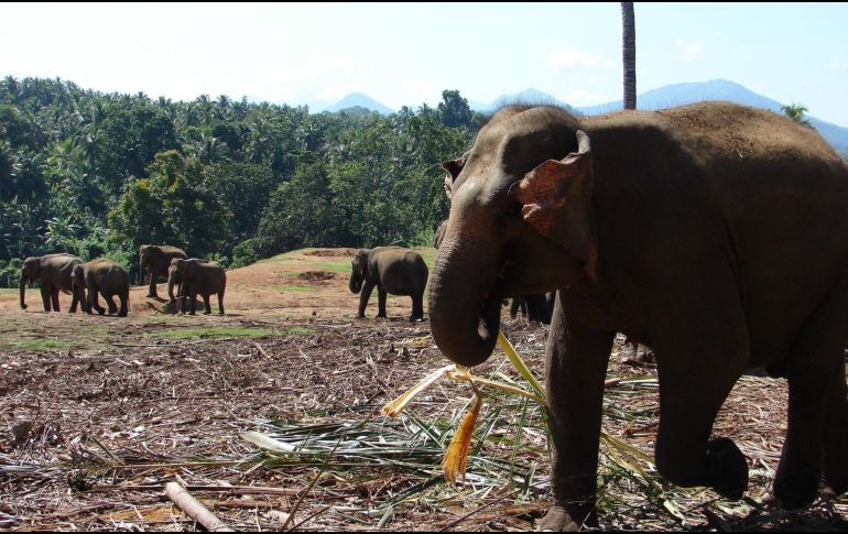 Se recomienda estar en contacto continuo con familiares y llevar equipaje ligero. ESPECIAL