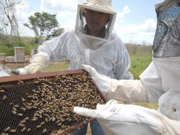 Productores maoríes de miel de manuka visitarán a productores mayas de miel melipona para propiciar un intercambio de información y conocimientos. NOTIMEX/Archivo