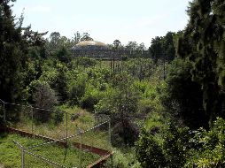 i-Tree Eco ya se aprovecha en proyectos como la próxima construcción del centro de espectáculos arena Guadalajara, en los terrenos del antiguo planetario. EL INFORMADOR/Archivo