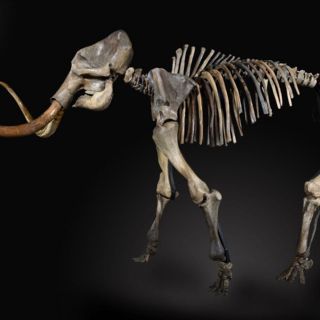 Se intenta clonar un mamut en Japón