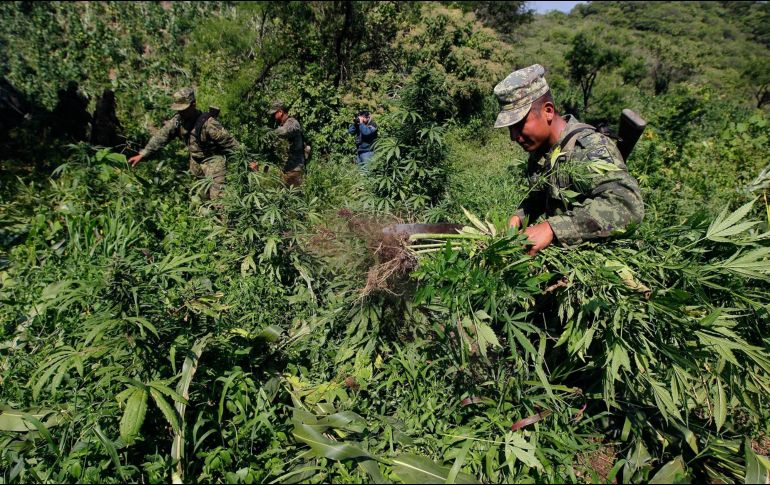 Localizaron los plantíos y secaderos en Palo Blanco, en el municipio de Talpa de Allende. EL INFORMADOR/ ARCHIVO