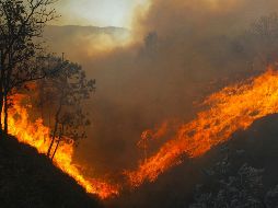 La temporada de estiaje también incrementa la probabilidad de incendios forestales en las zonas boscosas. EL INFORMADOR / ARCHIVO